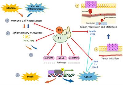 Thyroid hormones act as modulators of inflammation through their nuclear receptors